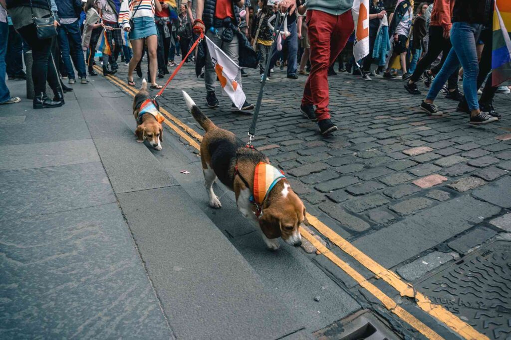 Dog walking on street
